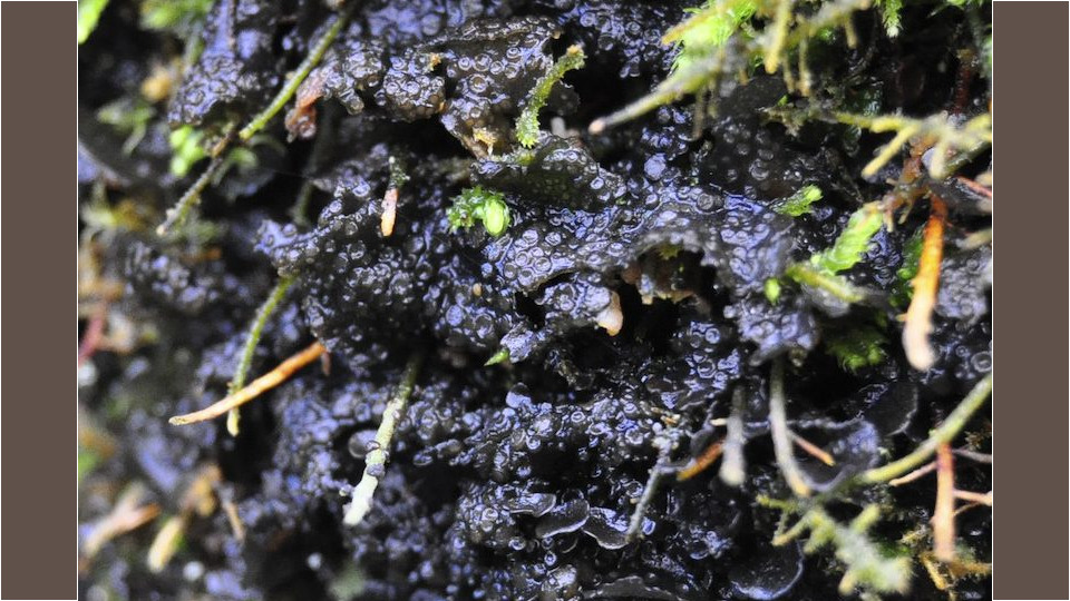 Peacock Vinyl Lichen (Leptogium polycarpum) – Special Concern (1-SC)