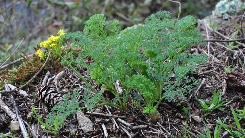 Butterfly-bearing Lomatium (Lomatium papilioniferum) – Threatened (1-T 2011)