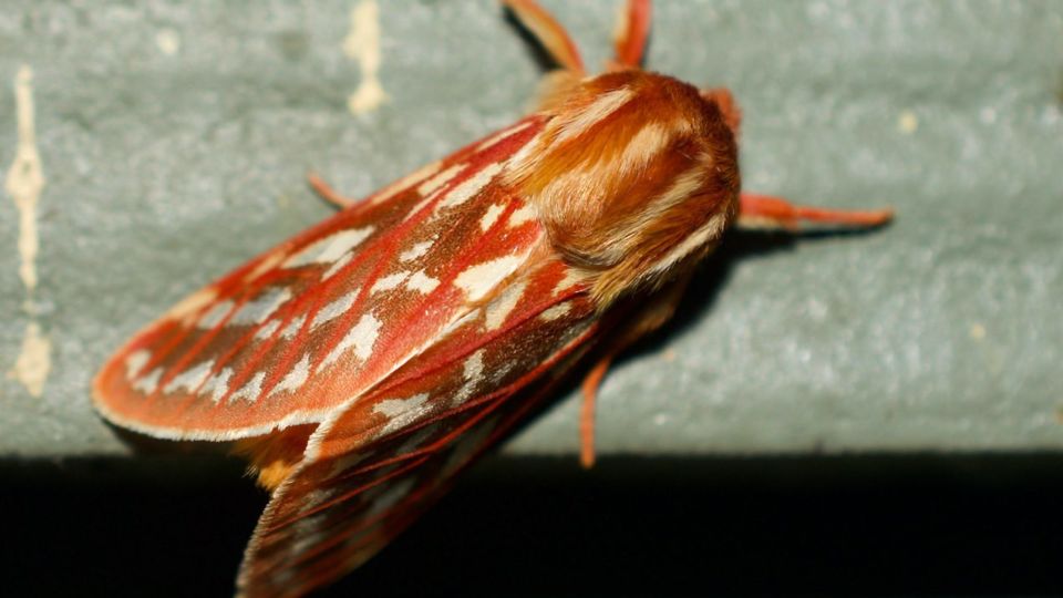 Rosy Aemilia (Lophocampa roseata) – Vulnerable (G2G3 2017)