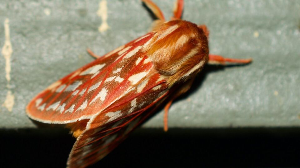 Rosy Aemilia (Lophocampa roseata) – Vulnerable (G2G3 2017)