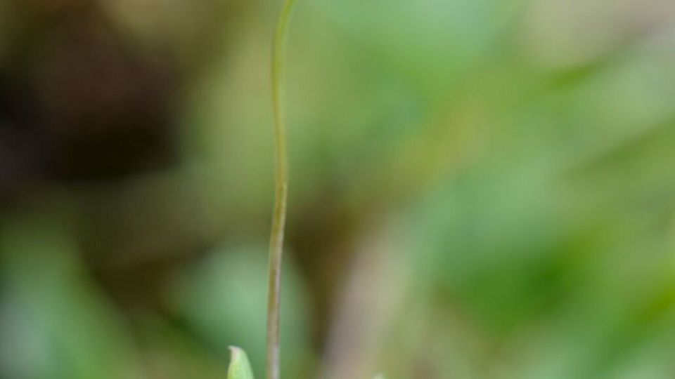 White Meconella (Meconella oregana) – Endangered (1-E 2006)