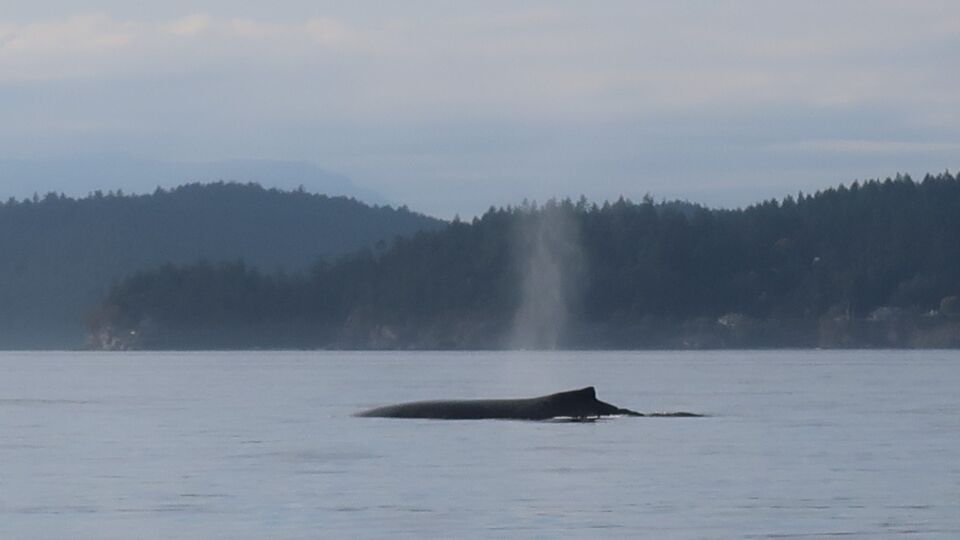 Humpback Whale (Megaptera novaeangliae) – Special Concern (1-SC 2017)