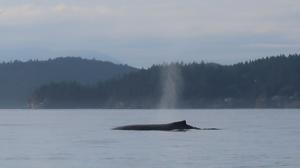 Humpback Whale (Megaptera novaeangliae) – Special Concern (1-SC 2017)