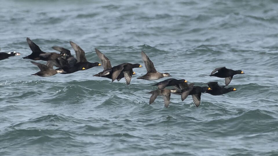 Black Scoter (Melanitta americana) – Blue-listed (S3S4N 2015)