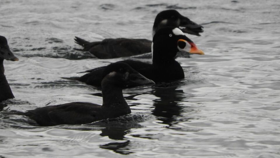 Surf Scoter (Melanitta perspicillata) – Blue-listed (S3B,S4N 2015)