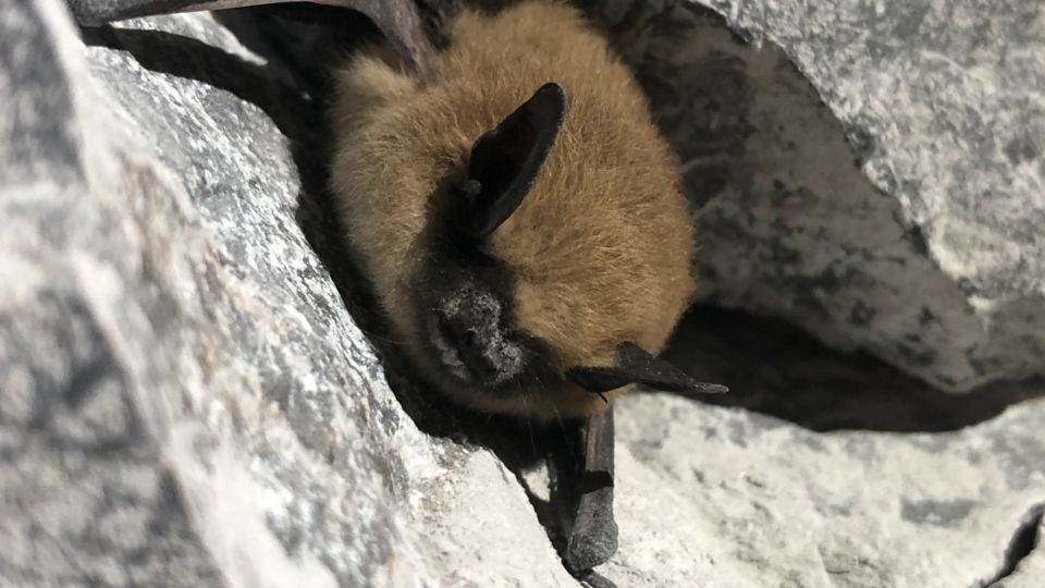 Western Small-footed Myotis (Myotis ciliolabrum) – Blue-listed (S2S3 2015)