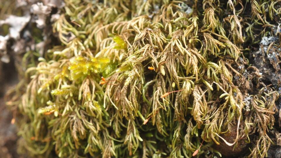 Bird's-foot Wing-moss (Nogopterium gracile) – Blue-listed (S2S4 2021)