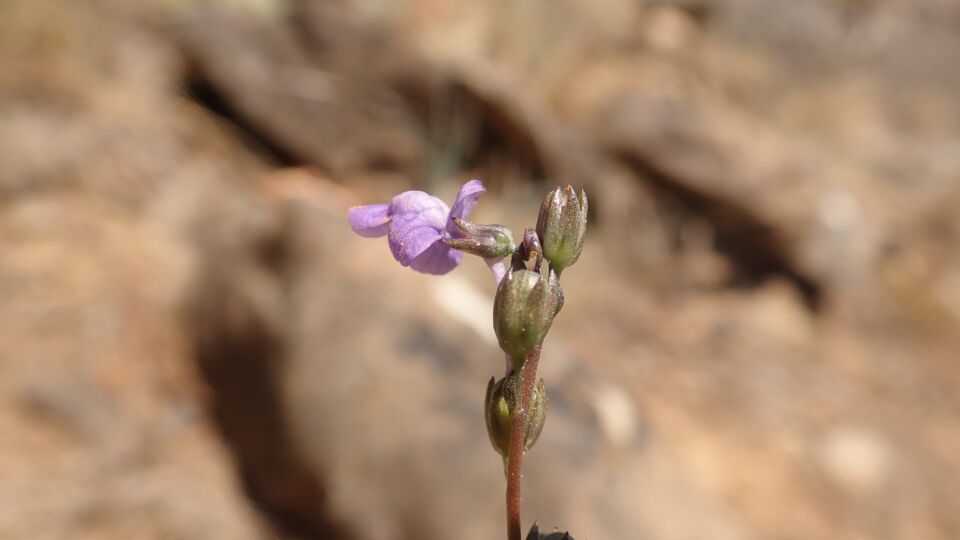 Texas Toadflax (Nuttallanthus texanus) – Blue-listed (S3 2019)