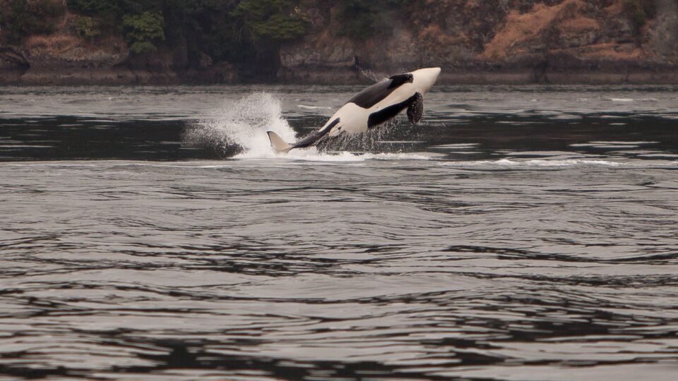 Orca (Orcinus orca) southern resident population – Endangered (1-E 2003)