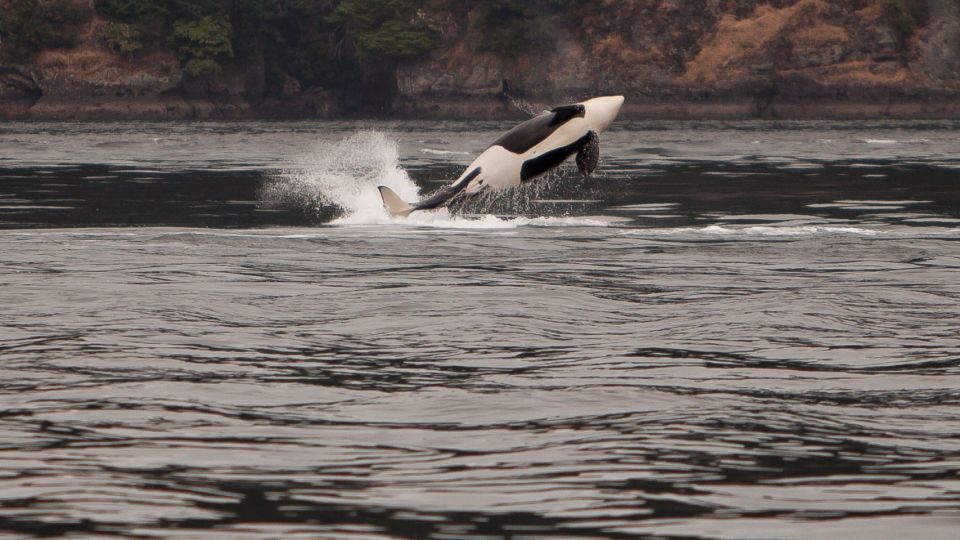 Orca (Orcinus orca) southern resident population – Endangered (1-E 2003)