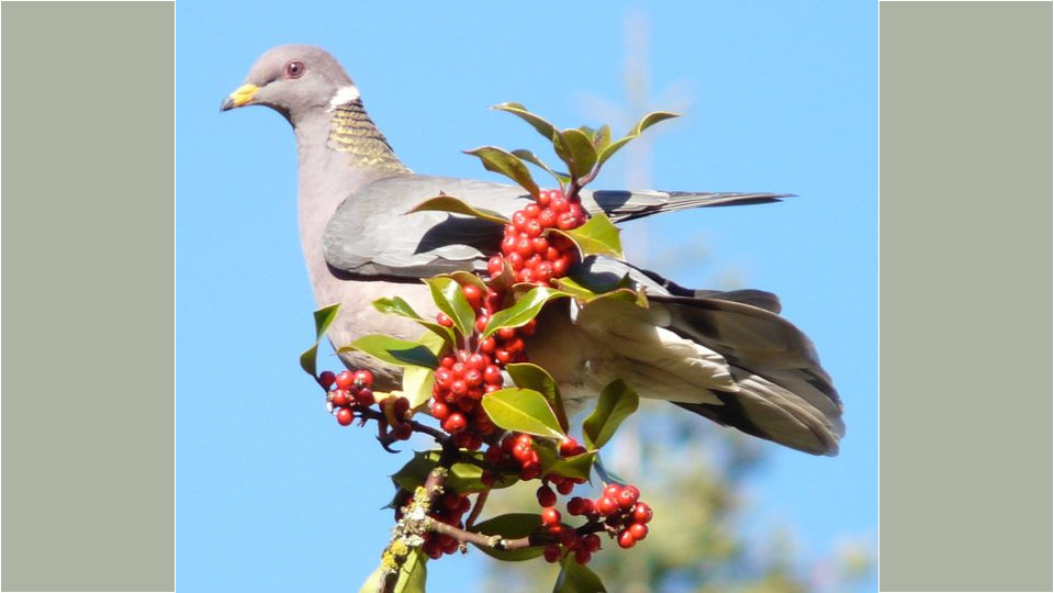 Band-tailed Pigeon (Patagioenas fasciata) – Special Concern (1-SC 2011)