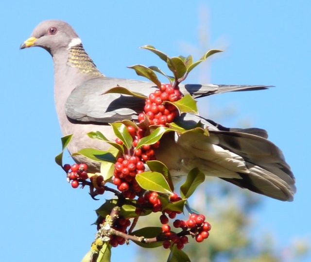 Band-tailed Pigeon (Patagioenas fasciata) – Special Concern (1-SC 2011)