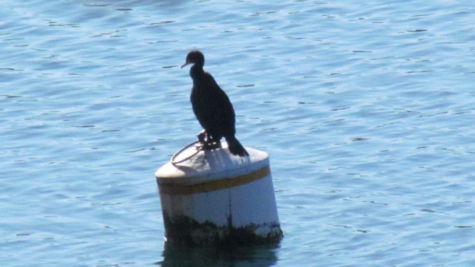 Double-crested Cormorant (Phalacrocorax auritus) – Blue-Listed S3S4B (2015)