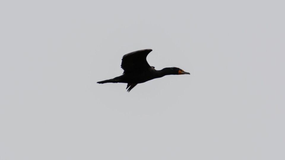 Double-crested Cormorant (Phalacrocorax auritus) – Blue-listed (S3S4 2015)