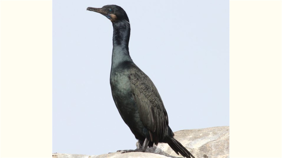 Brandt's Cormorant (Phalacrocorax penicillatus) – Red-listed (S1B,S4N 2015)