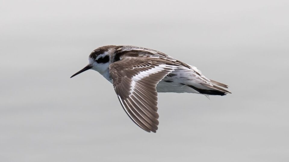 Red-necked Phalarope (Phalaropus lobatus) – Special Concern (1-SC 2019)