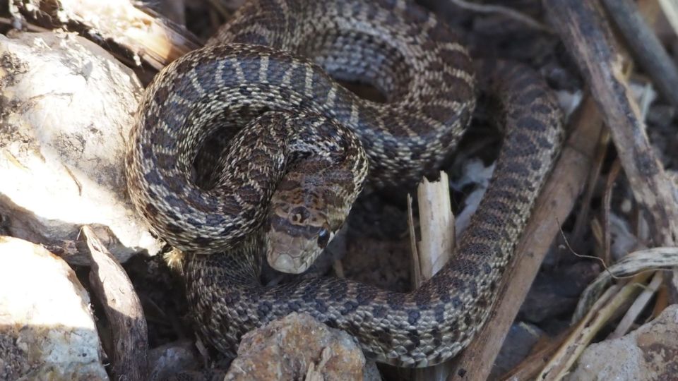 Pacific Gopher Snake (Pituophis catenifer catenifer) – Extirpated (SX 2018)