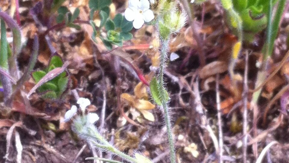 Slender Popcornflower (Plagiobothrys tenellus) – Threatened (1-T 2011)