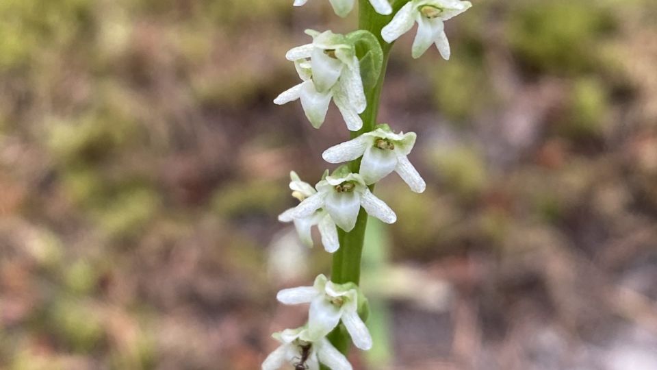 Whiteflower Rein Orchid (Platanthera ephemerantha) – Blue-listed (S2S3 2021)
