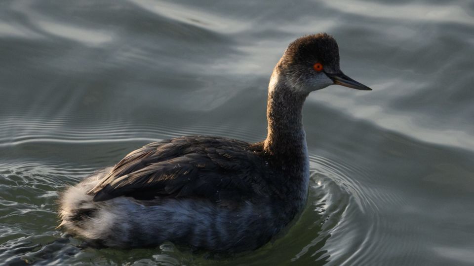 Eared Grebe (Podiceps nigricollis) – Blue-listed (S3B 2015)