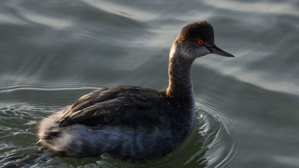 Eared Grebe (Podiceps nigricollis) – Blue-listed (S3B 2015)
