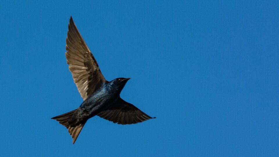 Purple Martin (Progne subis) – Blue-listed (S3S4B 2020)