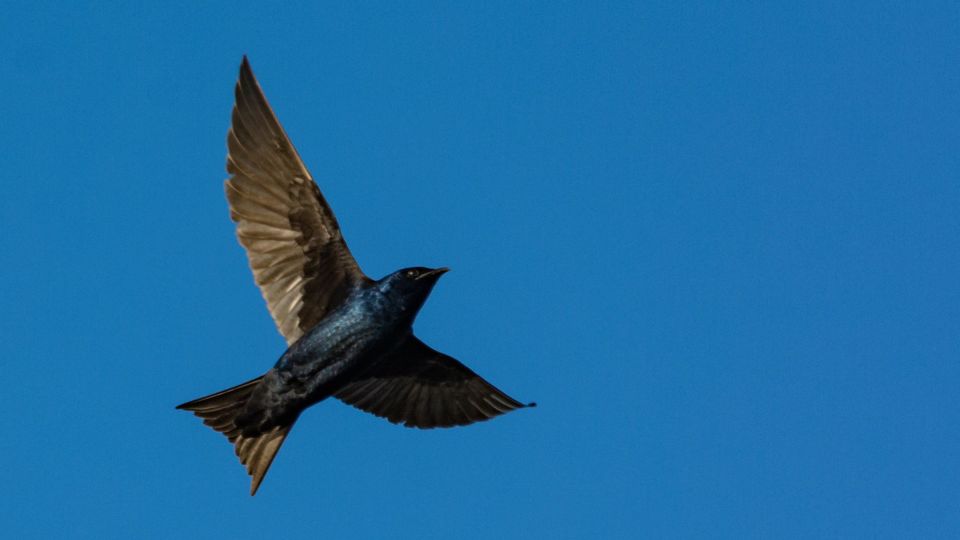 Purple Martin (Progne subis) – Blue-listed (S3S4B 2020)