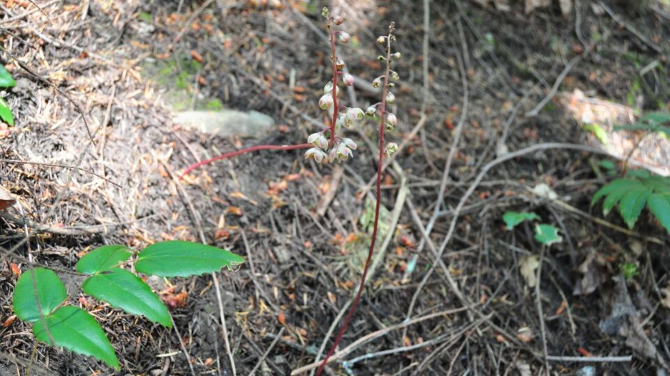 Leafless Wintergreen (Pyrola aphylla) – Blue-listed (S3 2019)