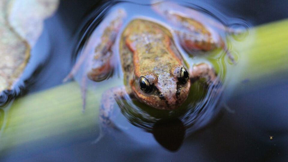 Red-legged Frog (Rana aurora) – Blue-listed (S3 2016)