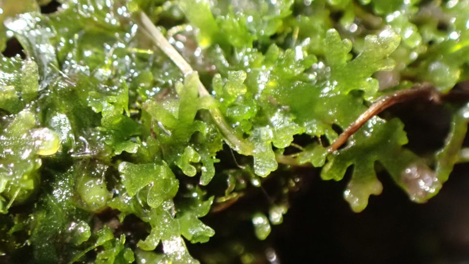 Coral Moss (Riccardia chamedryfolia) – Blue-listed (S3 2021)