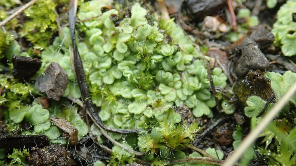 Crystalwort (Riccia beyrichiana) – Blue-listed (S2S3 2021)