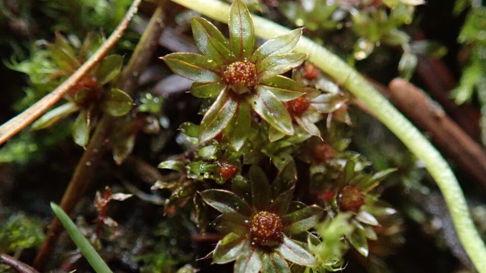 Rosulabryum erythroloma – Blue-listed (S2S3 2011)