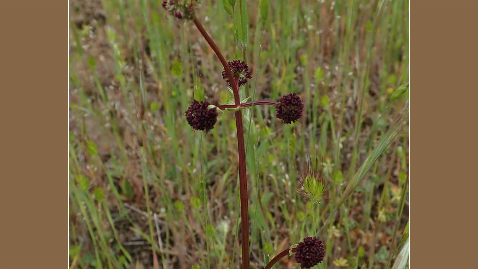 Purple Sanicle (Sanicula bipinnatifida) – Threatened (1-T 2003)