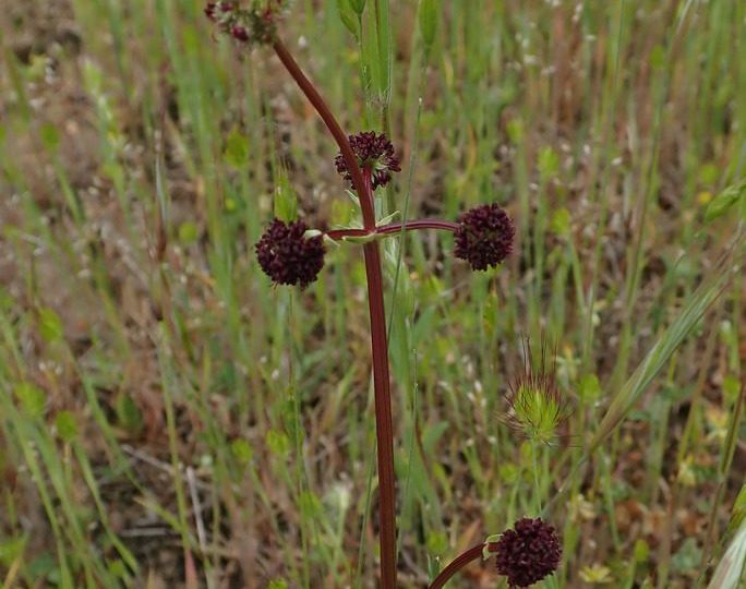 Purple Sanicle (Sanicula bipinnatifida) – Threatened (1-T 2003)