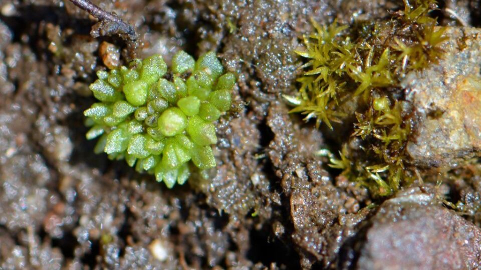 Texas Balloon-wort (Sphaerocarpos texanus) – Blue-listed (S2S3 2021)