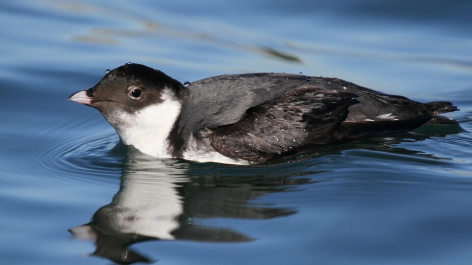 Ancient Murrelet (Synthliboramphus antiquus) – Special Concern (1-SC 2006)
