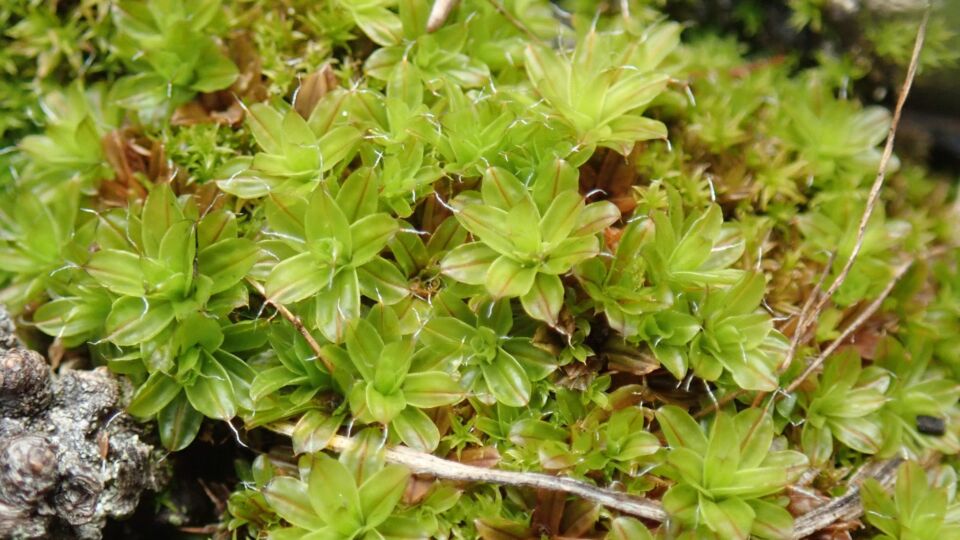 Twisted Oak Moss (Syntrichia laevipila) – Special Concern (1-SC 2005)