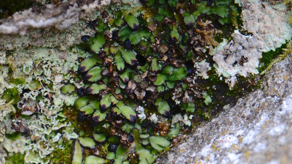 Orobus-seed Liverwort (Targionia hypophylla) – Red-listed (S2 2021)