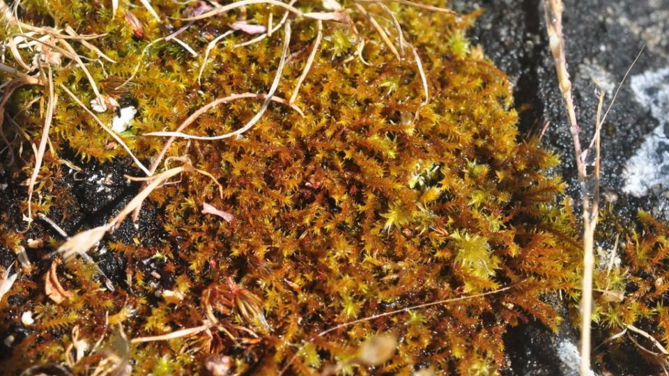 Coastal Triquetrella (Triquetrella californica) – Red-listed (S1S2 2018) Watch your step! This is the only place in Canada that this critically imperilled moss is known!