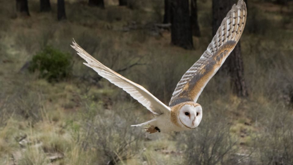 Barn Owl (Tyto alba) – Threatened (1-T 2018)
