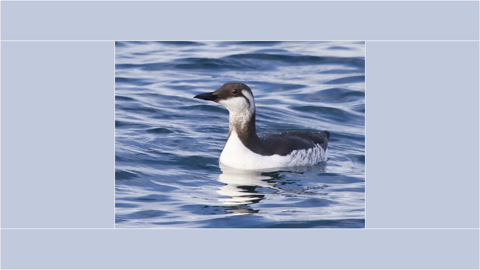 Common Murre (Uria aalge) – Red-listed (S2B,S3S4N 2015)