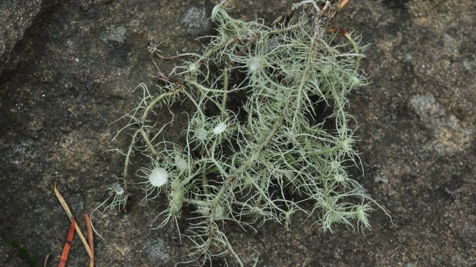 Exploding Beard (Usnea intermedia) – Red-listed (S1S2 2010)