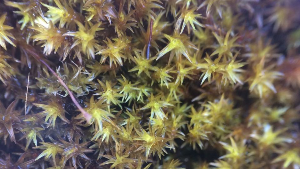 Pacific Rockmoss (Bucklandiella pacifica) – Blue-listed (S3 2015)