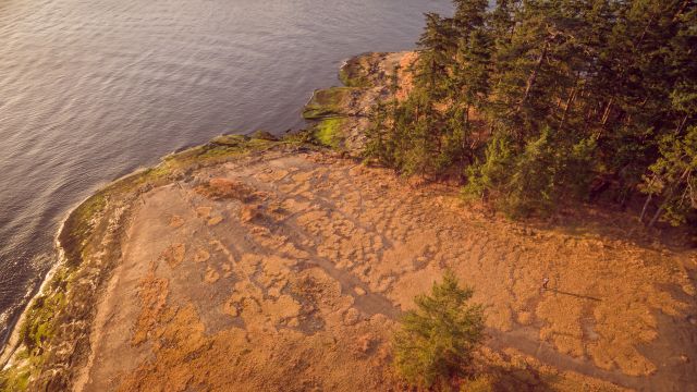 Aerial view over the herbaceous communities and woodlands of Bellhouse Park – photo credit Kris Krüg