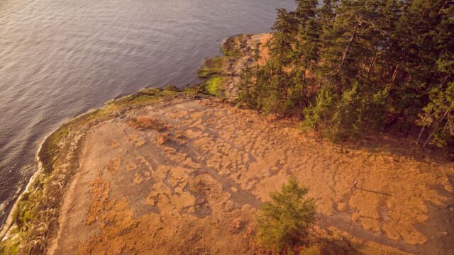 Aerial view over the herbaceous communities and woodlands of Bellhouse Park – photo credit Kris Krüg