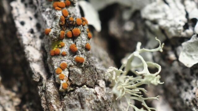This very tiny yet bright lichen might catch your eye if you look closely at the bark of Bellhouse Park's oaks