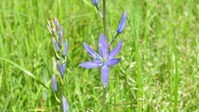 The common camass is not nearly as common as great camass (Camassia leichtlinii) on Galiano, but can be found flowering by May in the meadows at Bellhouse Park. Look for the bilateral symmetry of the flower to distinguish it from the great camass' flowers, which exhibit radial symmetry.