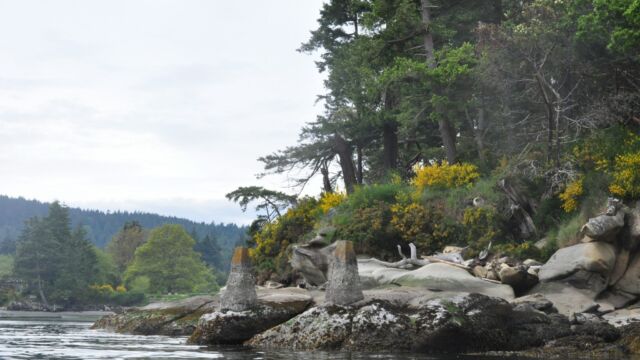 Bellhouse Park shoreline seen kayaking through Active Pass