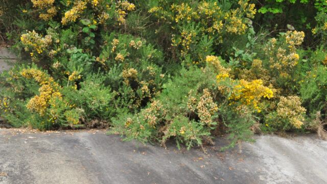 Gorse is a dominant shrub along the shores of Bellhouse Park. This exotic species is even more difficult to control than the Scotch broom!