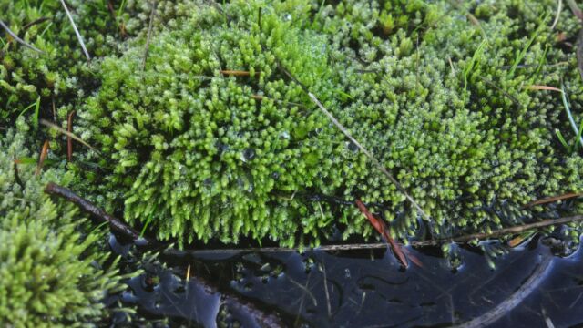 This moss loves the seepy sandstone foreshore of Bellhouse Park. It's especially conspicuous at the wettest time of year, when it can be found rain bedewed in all its glory.